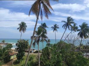 a group of palm trees in front of the ocean at Skyline & bitcoin coffee lodge in Kalutara