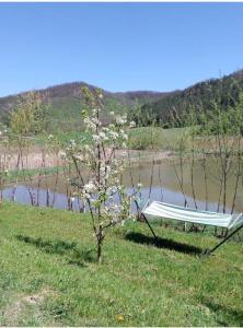 a bench sitting in the grass next to a tree at Vila Sabo in Sîntioana