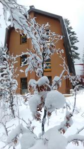 un árbol cubierto de nieve frente a una casa en Apartments Aurelius, en Jahorina