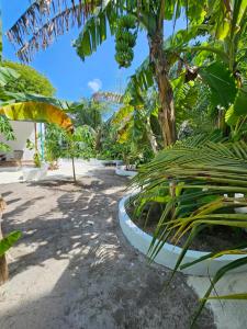 a bunch of banana trees on a sandy beach at Garden Rooms by Shams Thoddoo in Thoddoo