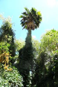 a tall palm tree in the middle of trees at Garden Wing in Upington