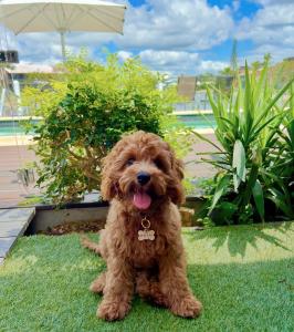 a small brown dog sitting on the grass at Saltwater Villas - Pet Friendly Accommodation in Mooloolaba