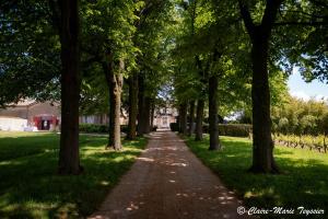 a tree lined path in a park at Domaine de Montclair in Pommiers