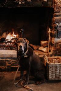 a brown dog sitting in front of a fireplace at The Half Moon Inn in Dean +11 photos