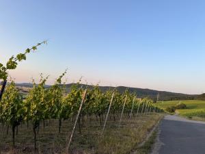 a row of vines on the side of a road at Horizont 360 in Kitzingen