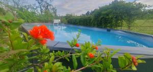 a swimming pool with red flowers in front of it at La Davana Parma in Salsomaggiore Terme