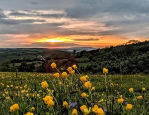 a field of yellow flowers with the sunset in the background at Owl Barn in Saltash