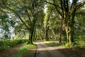 a dirt road with trees on both sides at Owl Barn in Saltash