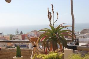 a plant sitting on top of a roof at Monza Surf House in Tamraght Ouzdar