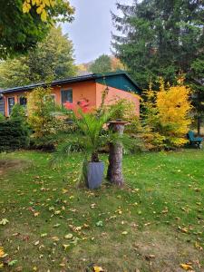 a plant in a pot sitting in a yard at Ferienhaus Petra in Elbingerode