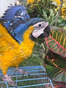 a colorful bird is eating a leaf from a plant at CABAÑA TAYRONACA in Calabazo