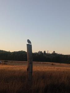 a bird sitting on top of a wooden post in a field at Ruka cabaña - Alojamiento Tradicional Mapuche in Temuco