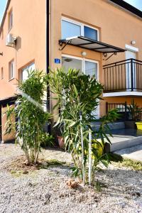 two plants in front of a building at Apartmani Cassiopeia in Murine