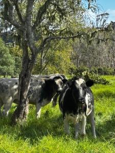 two cows standing next to a tree in a field at Clay Cottage in Waimauku