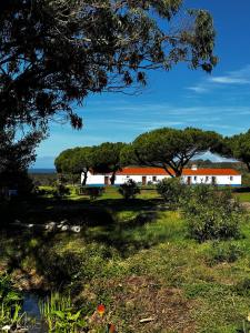 a house in the middle of a field with a tree at Monte Carvalhal da Rocha in Zambujeira do Mar