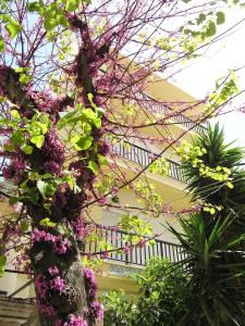 a bunch of flowers hanging from a tree at Popy Apartments in Ierapetra