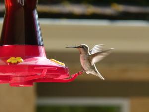 a humming bird eating out of a red feeder at Rae Leigh Heights BnB in Saanichton