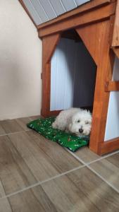 a white dog laying on a pillow in a dog bed at Cabanas Sol e Lua in Imbé