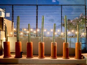 a row of cacti in front of a window with lights at Suites Patio Antequera in Oaxaca City