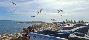 a flock of seagulls flying over a parking lot at Hotelcasacecinn in San José del Cabo