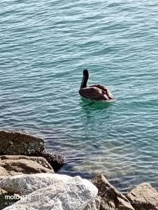 a duck swimming in the water near some rocks at Hotelcasacecinn in San José del Cabo