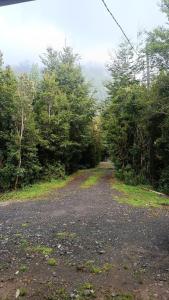 a dirt road in the middle of a forest at Cabaña monoambiente N 2 in Chaitén