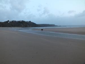 a dog walking on a beach near the water at Taormina Guest House in Tenby