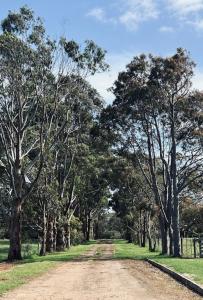 a dirt road in the middle of a forest of trees at Roses Farmhouse in Heathmere