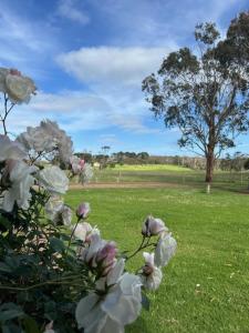a field of grass with white flowers and a tree at Roses Farmhouse in Heathmere +3 photos