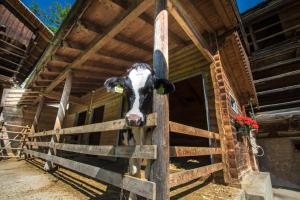 una vaca clavando su cabeza a través de una valla en Agriturismo Maso Runch, en Badia