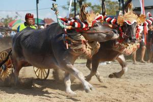 two oxen are pulling a cart with a man at Puri Dajuma Beach Eco-Resort & Spa in Pulukan