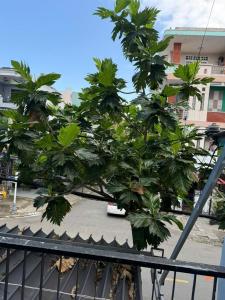 a group of trees in front of a building at TH Homestay in Danang