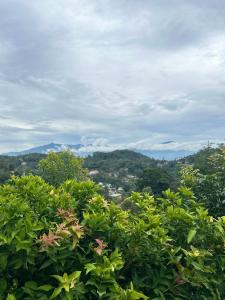 a view of a forest with mountains in the background at Emerald Hill Bungalow in Kandy +1 photo