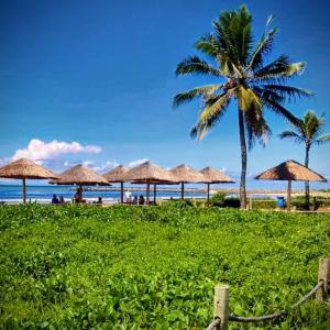 a beach with straw umbrellas and a palm tree at Casacapuba Jacaraipe Es in Serra