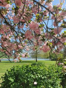 a tree with pink flowers on it in a park at Rhein Hotel Bacharach und Stübers Restaurant in Bacharach