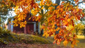 a group of leaves on a tree in front of a house at Kartanohotelli Artturi in Söderkulla