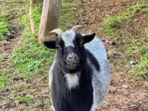 a goat is standing on a dirt road at Dôme Saint-Eloi in Floursies +17 photos
