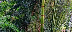 a bamboo tree in the middle of a forest at Rústico y Natural in Estación El Salto