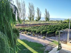 Gallery image of Rincon del Malbec 2 in Ciudad Lujan de Cuyo +27 photos