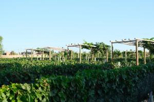 Gallery image of Rincon del Malbec 2 in Ciudad Lujan de Cuyo