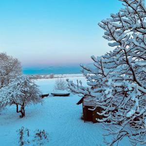 a tree covered in snow next to a house at Die Orchidee - Gutshaus Bückling in Rambin +11 photos