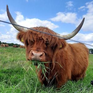 a brown bull with horns eating grass in a field at Ferienwohnung Hof Dittmer in Bleckede