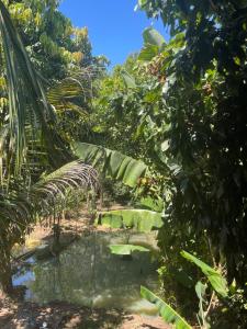 a small pond in the middle of a forest at Lareconexao in Foz do Iguaçu