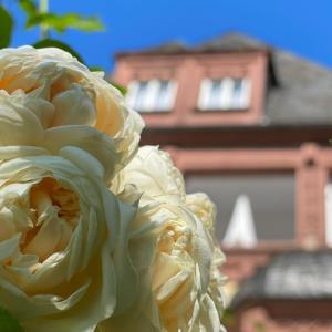 a white flower with a building in the background at Haus Till E in Zell an der Mosel