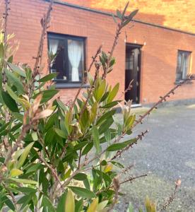 a bush in front of a brick building at Dublin City Centre Holiday Let in Dublin