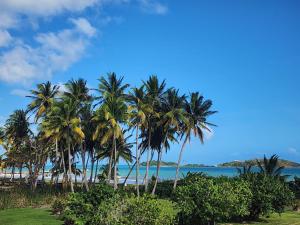 a group of palm trees on a beach at Costa Azul Apartment in Punta Santiago