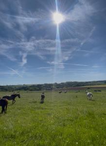 a group of horses in a field with the sun in the sky at Oak Wood Ranch Guest Apartment in Marsberg +3 photos