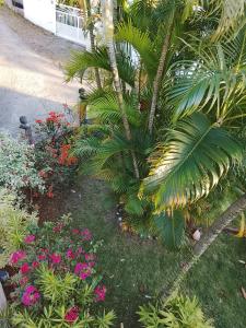 a palm tree in a garden with flowers at La plus grande source d'eaux chaudes F1 in Bouillante +7 photos