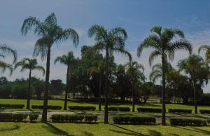 eine Gruppe Palmen in einem Park in der Unterkunft Glamping Lagoon in Tlaxcala de Xicohténcatl