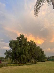 eine Gruppe von Bäumen auf einem Feld mit einer Palme in der Unterkunft Glamping Lagoon in Tlaxcala de Xicohténcatl + 13 Fotos